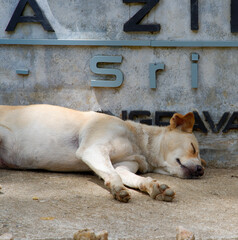 Brown stray dog resting by the Flying Ravana zip line signage, Sri Lanka.
