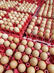Fresh Eggs Arranged Neatly on Supermarket Shelves