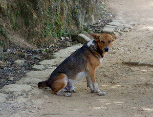 A brown black street dog sitting in the road.