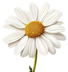 Daisy flower bloom nature botanical art isolated close-up view