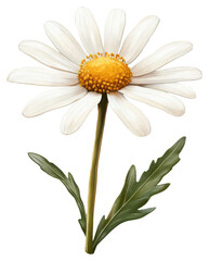 Daisy flower growing in nature botanical illustration outdoor scene