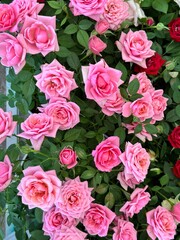 an abundance of bright pink little roses in pots in the supermarket. top view of pink roses. background with roses.