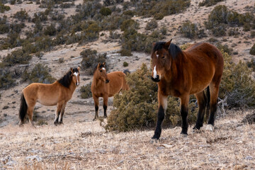 wild horses in the mountains