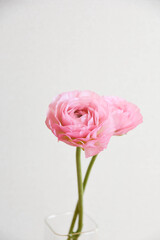 ピンクのラナンキュラス