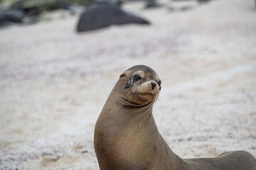 Sea Lion resting on rocks on the beach in Espanola