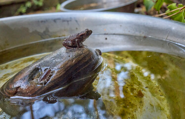 Toadlet outside in dogs drinking water bowl with wood louse to give a sense of scale