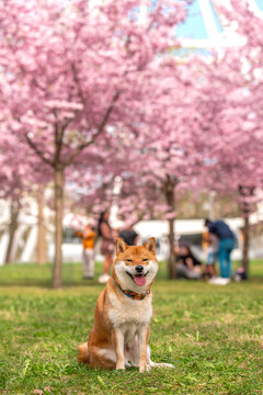 Shiba Inu in spring