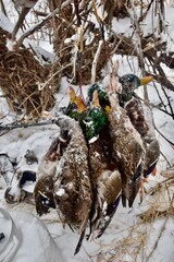 January duck hunt in Montana