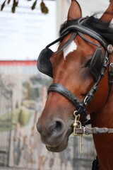 Closeup of a brown horse with blinders on carriage reins, working animal, equestrian transport