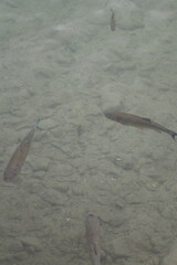 School of chub fish, Squalius cephalus in crystal clear water of a lake, freshwater wildlife, aquatic nature