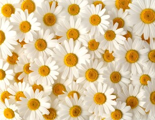 Close-up of many white daisies