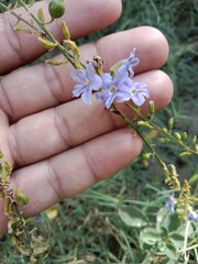 duranta erecta flower or golden dewdrop flower on the plant.flower of the pigeon berry or sky flower