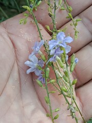 duranta erecta flower or golden dewdrop flower on the plant.flower of the pigeon berry or sky flower
