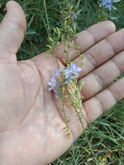 duranta erecta flower or golden dewdrop flower on the plant.flower of the pigeon berry or sky flower