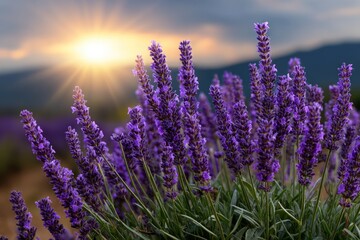 Obraz premium Lavender field with sun purple flowers in bloom against a distant mountain