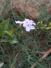 duranta erecta flower or golden dewdrop flower on the plant.flower of the pigeon berry or sky flower