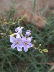 duranta erecta flower or golden dewdrop flower on the plant.flower of the pigeon berry or sky flower