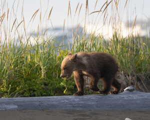 Bear cub with vegetation in his teeth walking on a log © feeferlump