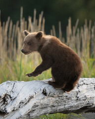 Bear cub up on a dead log at the beach