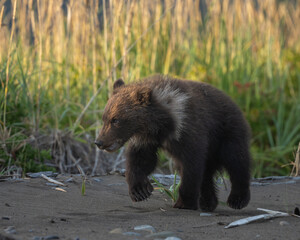 Brown bear cub walking at the beach © feeferlump