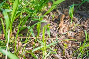 A closeup of a Common vole, Microtus arvalis, on the ground with a blurry background