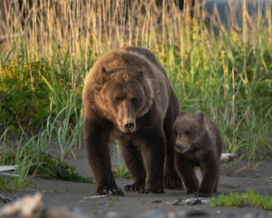 Fototapeta premium Mom bear and a young cub at the beach