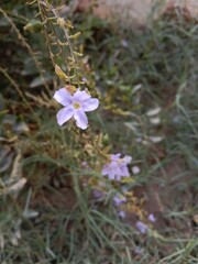 duranta erecta flower or golden dewdrop flower on the plant.flower of the pigeon berry or sky flower