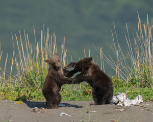 Twin bear cubs playing on the beach © feeferlump