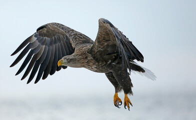 eagle in flight