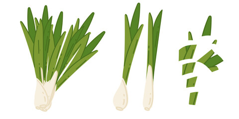Green onion scallion collection with white roots and chopped pieces. Fresh spring onion bunch with leafy tops. Healthy cooking herb ingredient. Vector illustration isolated on white background
