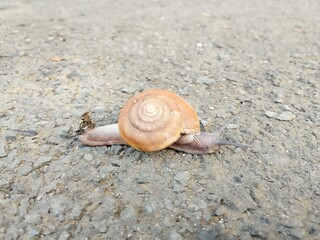 Wild snail caught on camera.