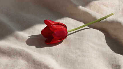 negative. A single red tulip in full bloom rests on beige linen, surrounded by soft shadows and negative space. gardening catalogs, home-decor guides, designed for home decor and floral branding.
