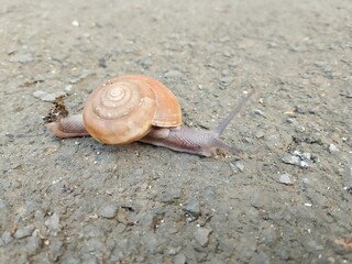 Wild snail caught on camera.