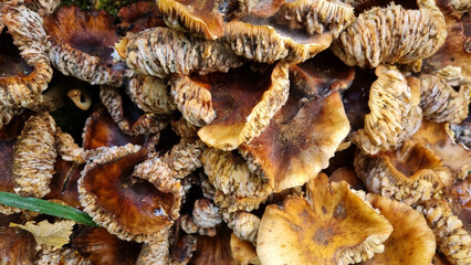 A close-up of old, overgrown honey fungi on a tree. Natural texture for the background.