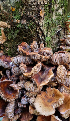 A close-up of old, overgrown honey fungi on a tree. Natural texture for the background.