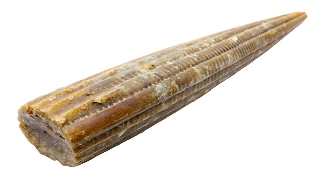 Fossilized belemnite cephalopod shell with ribbed texture prehistoric isolated on a transparent background