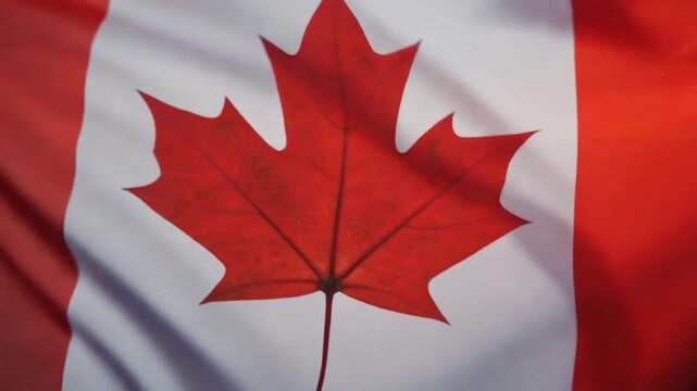 High resolution macro footage of the Canadian flag with detailed red maple leaf moving smoothly in a soft breeze placed on a seamless white background with vivid colors crisp textures and clean compos