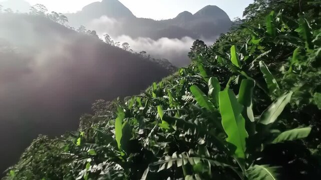 Lush tropical landscape with misty mountains and banana trees.