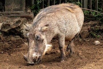 Warhthog searching for food in the ground in Kenya