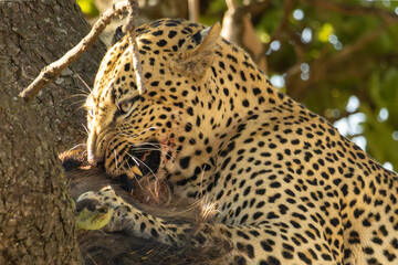 Obraz premium A male leopard eagerly biting a wildebeest in Serengeti National Park