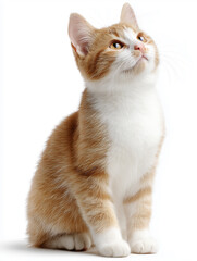 Fototapeta premium Cute Ginger Kitten Looking Up Isolated PNG