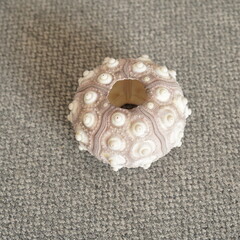 Close-up of a sea urchin shell, showcasing its intricate details and natural beauty on a textured gray surface