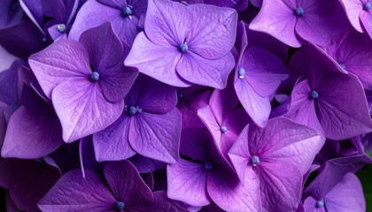 Close-up purple hydrangea blossoms