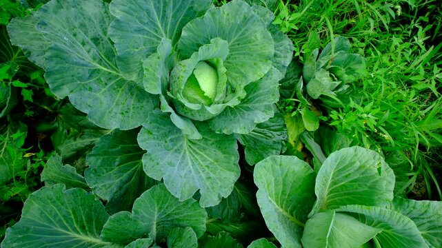 Top view while moving camera over white cabbages with well developed heads while growing plants in organic garden