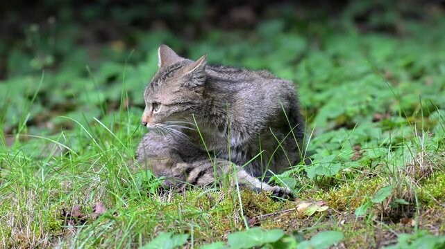 European wildcat, in the grass.