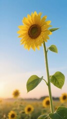 A single sunflower stands tall in a field during sunset, with vibrant yellow petals and a clear blue sky.
