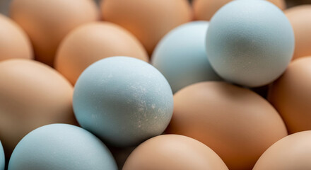 A variety of brown and pastel blue eggs.
A close-up, elevated-angle shot of a variety of fresh eggs. The composition highlights the distinct color difference between the numerous brown eggs 
