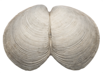 Open White Clam Shell with Concentric Ridges Isolated bivalve mollusk isolated on a transparent background