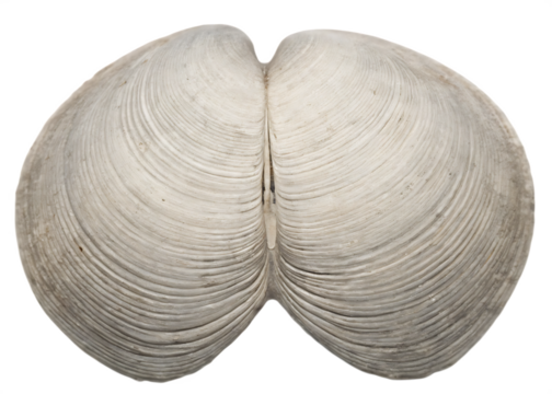 Open White Clam Shell with Concentric Ridges Isolated bivalve mollusk isolated on a transparent background