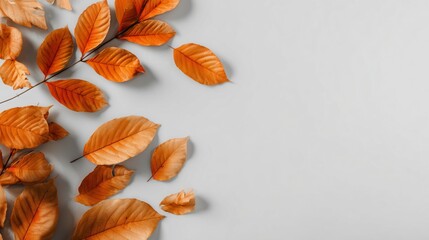 Obraz premium Un fondo liso blanco en el que hay algunas hojas secas caÃ­das de un árbol en otoño